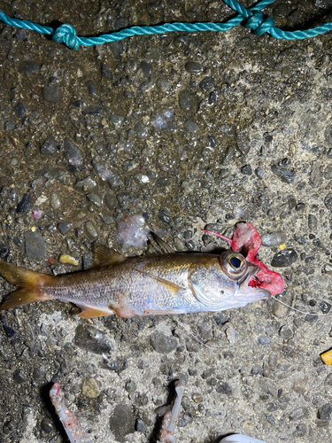 クロムツの釣果