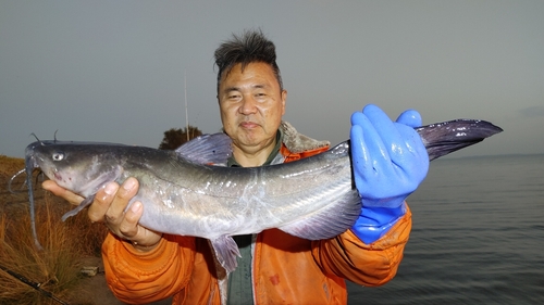 アメリカナマズの釣果