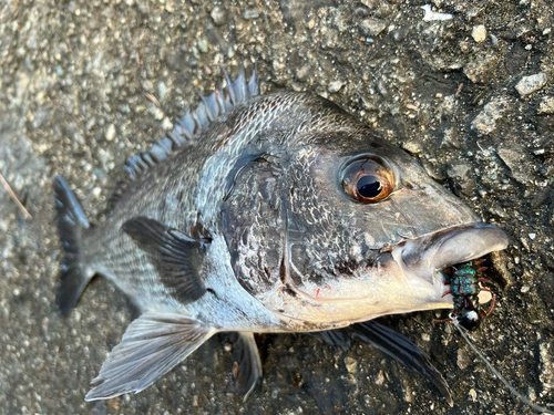 チヌの釣果