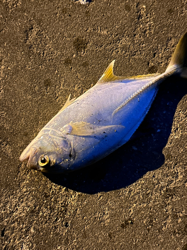 メッキの釣果