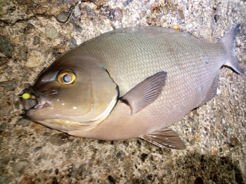 グレの釣果