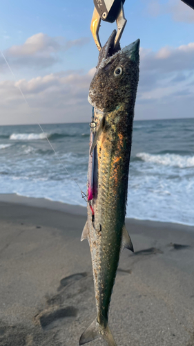 サゴシの釣果