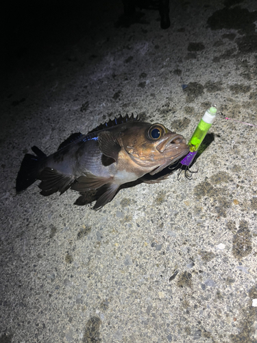 メバルの釣果