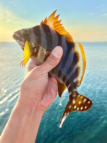 タカノハダイの釣果