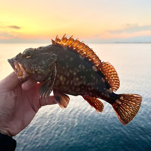 カサゴの釣果