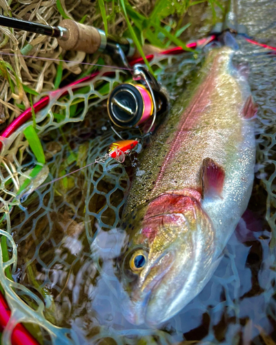 ニジマスの釣果