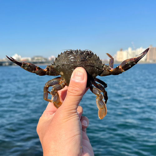 イシガニの釣果