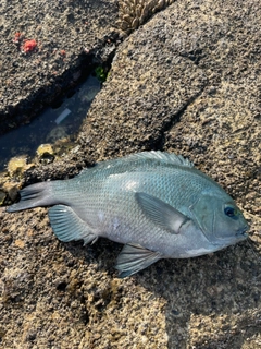 クチブトグレの釣果