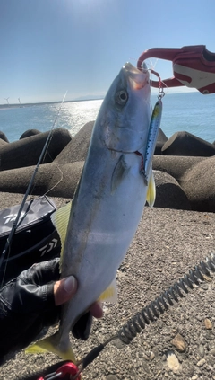 イナダの釣果