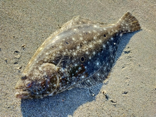 ソゲの釣果