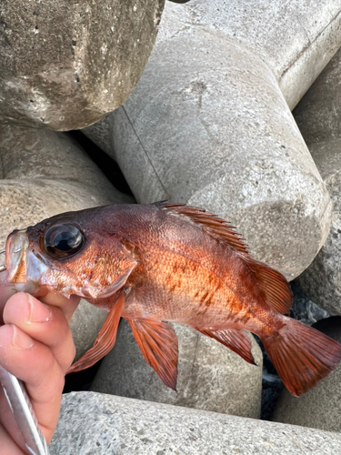 チャメバルの釣果