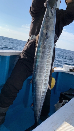 カマスサワラの釣果