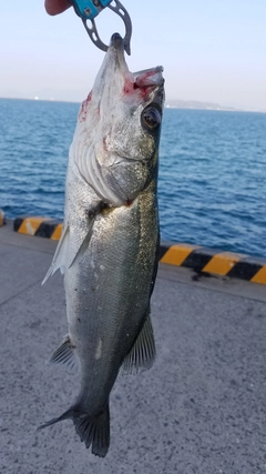 セイゴ（マルスズキ）の釣果