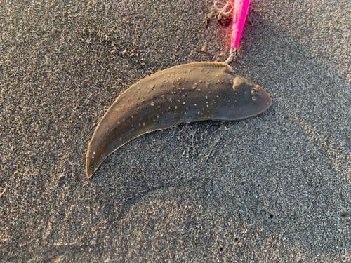 シタビラメの釣果