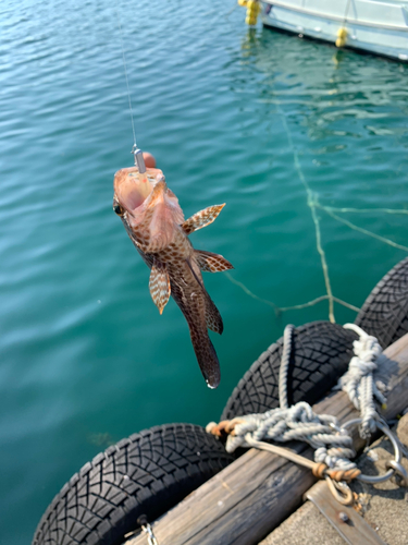 オオモンハタの釣果