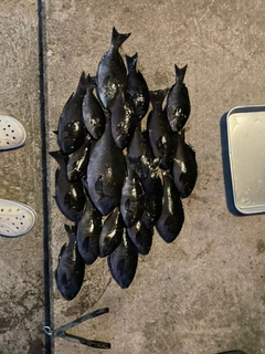 メジナの釣果