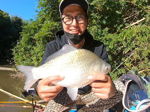 ヘラブナの釣果