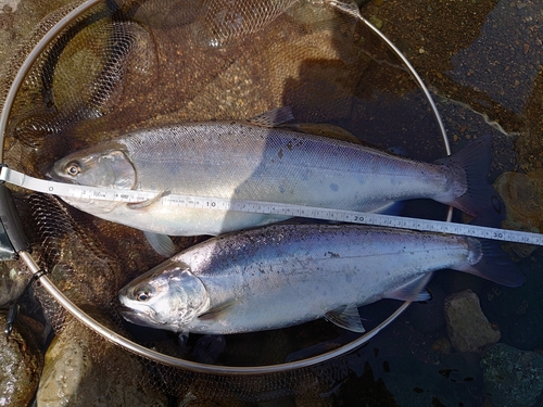 ヤマメの釣果