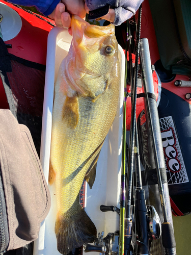 ブラックバスの釣果