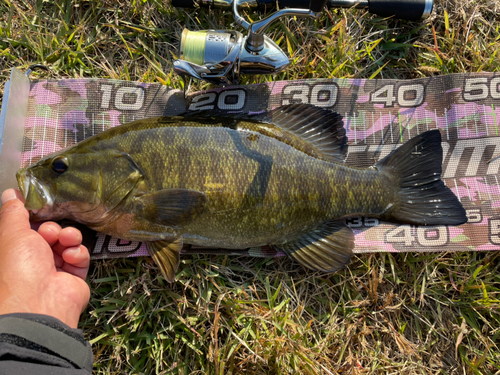 スモールマウスバスの釣果