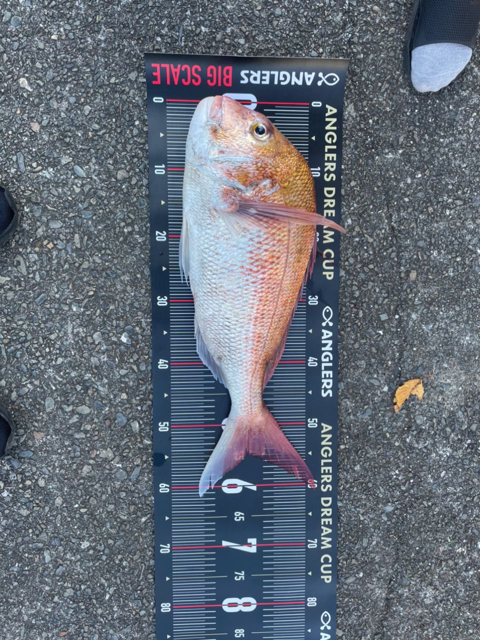 heruniafish本間さんの釣果 3枚目の画像