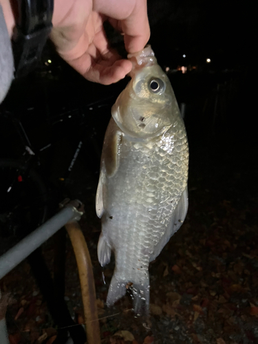 ギンブナの釣果