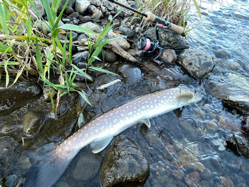 アメマスの釣果