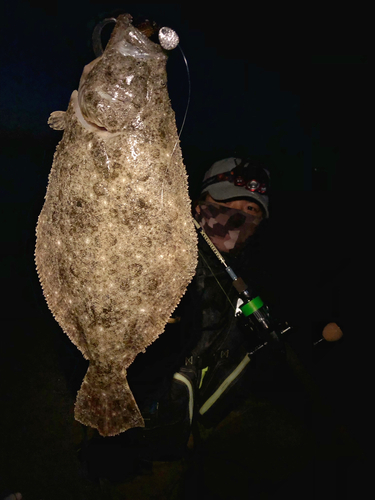 ヒラメの釣果