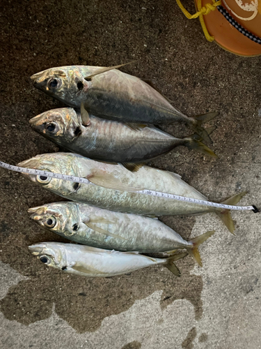 アジの釣果