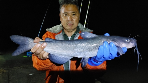 アメリカナマズの釣果