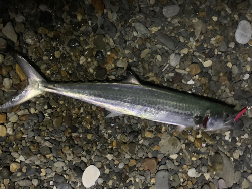 サゴシの釣果