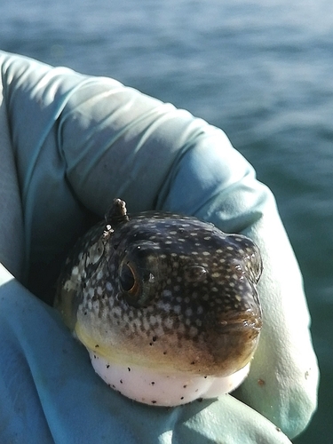 フグの釣果