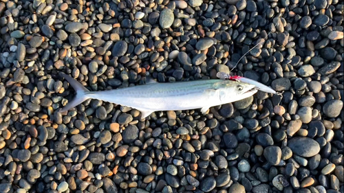 サゴシの釣果