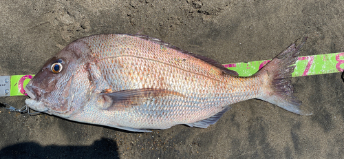 タイの釣果