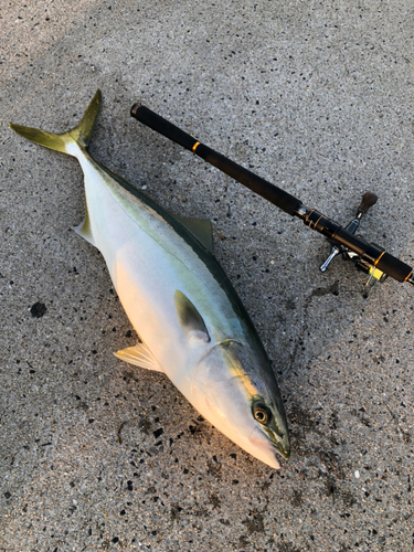 ハマチの釣果