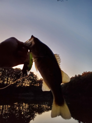 ブラックバスの釣果