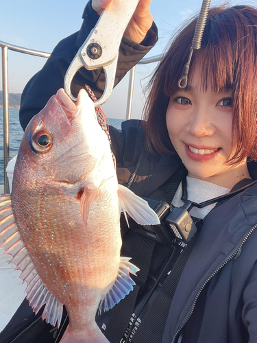 マダイの釣果