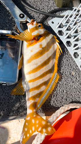 タカノハダイの釣果