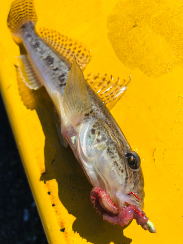 ハゼの釣果