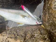 ヒラマサの釣果