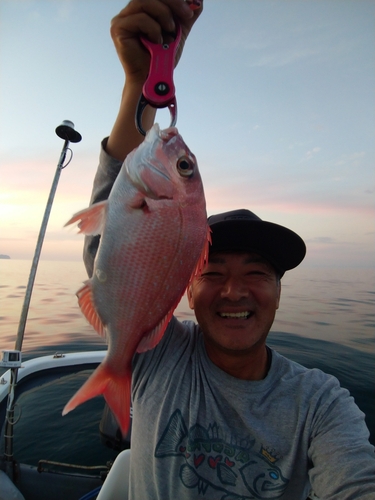 マダイの釣果