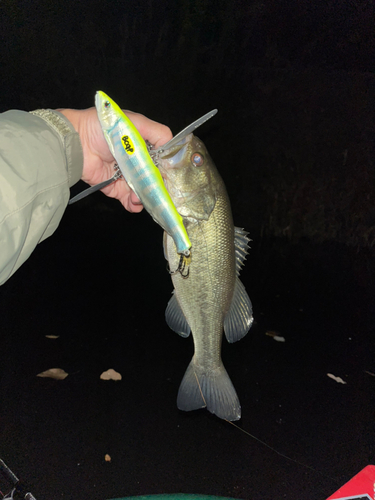 ラージマウスバスの釣果