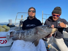 チャイロマルハタの釣果