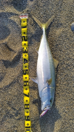 ハマチの釣果