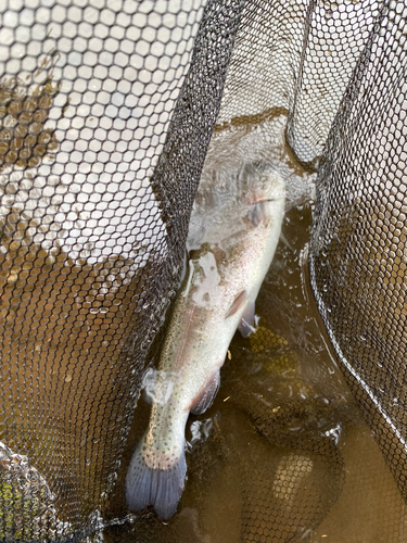 ニジマスの釣果