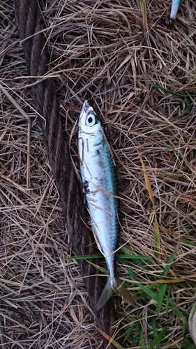 サバの釣果