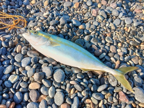 ツバスの釣果