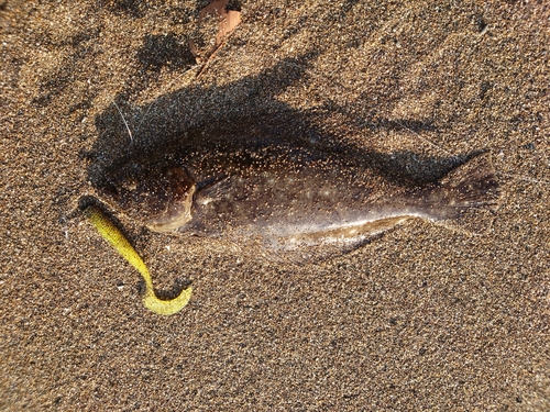 ソゲの釣果