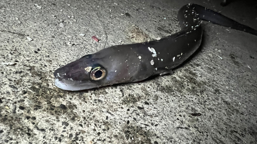 クロアナゴの釣果