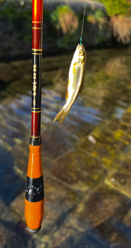 ウグイの釣果